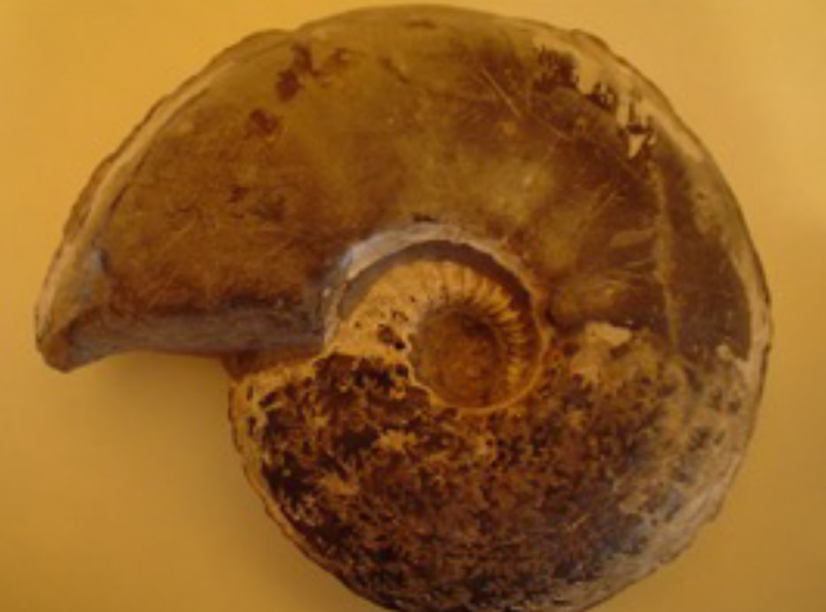 Stone Ammonite