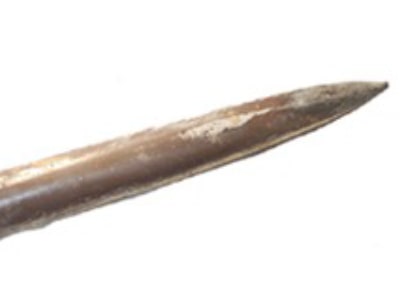 Belemnite (Little Squid)