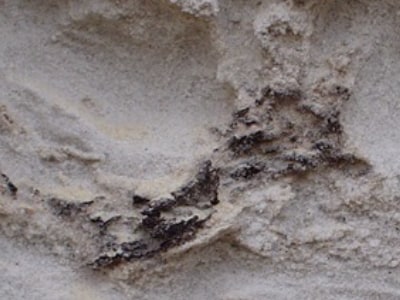 Fossil wood lodged within silver sand 