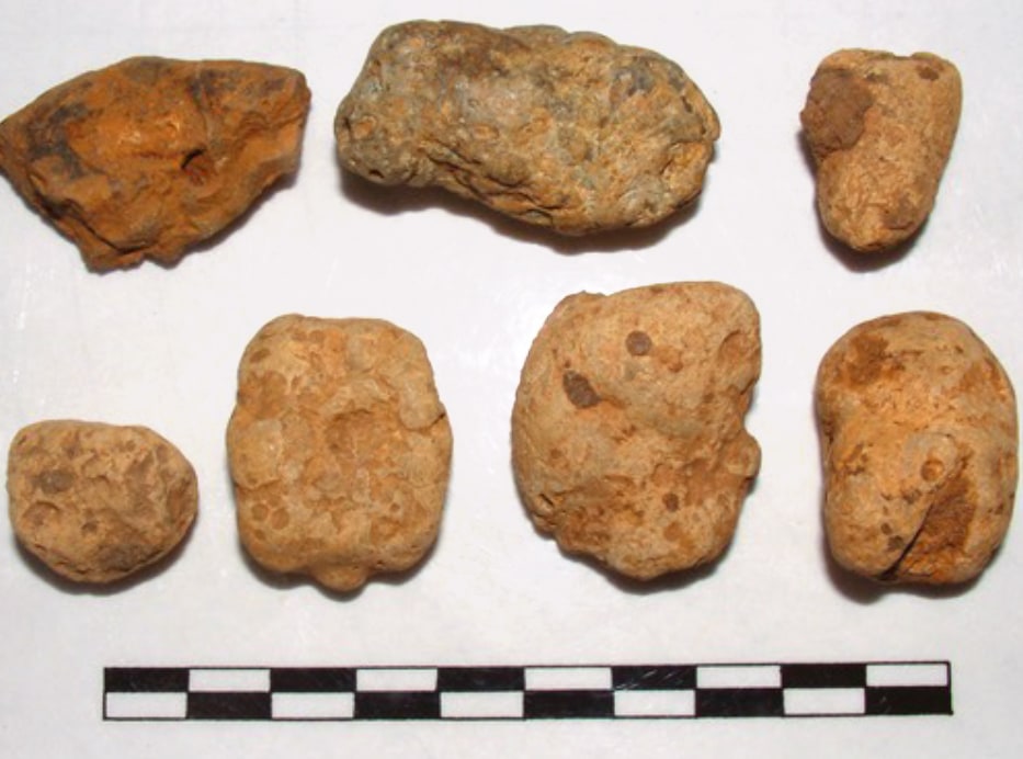 Coprolite