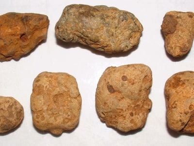 Coprolites
