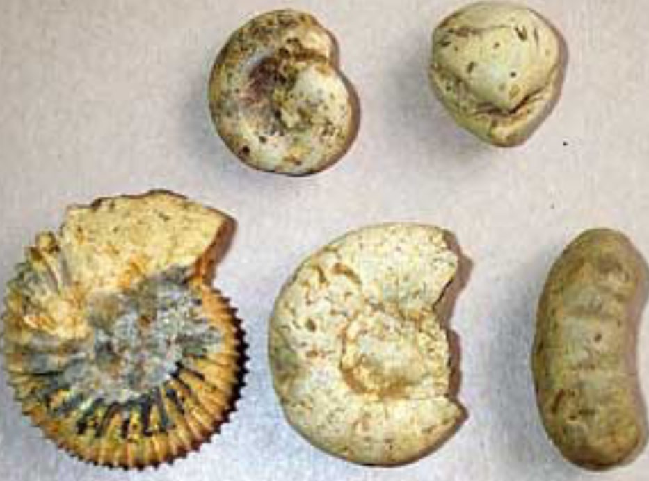 Coprolite nodules